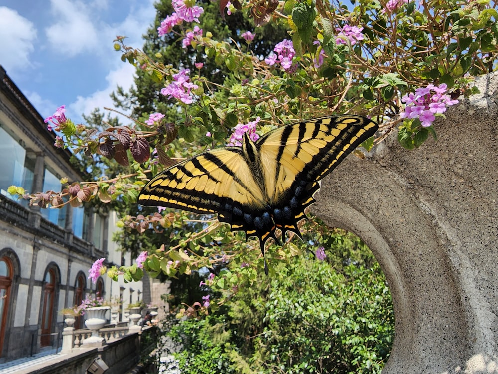 a butterfly on a flower