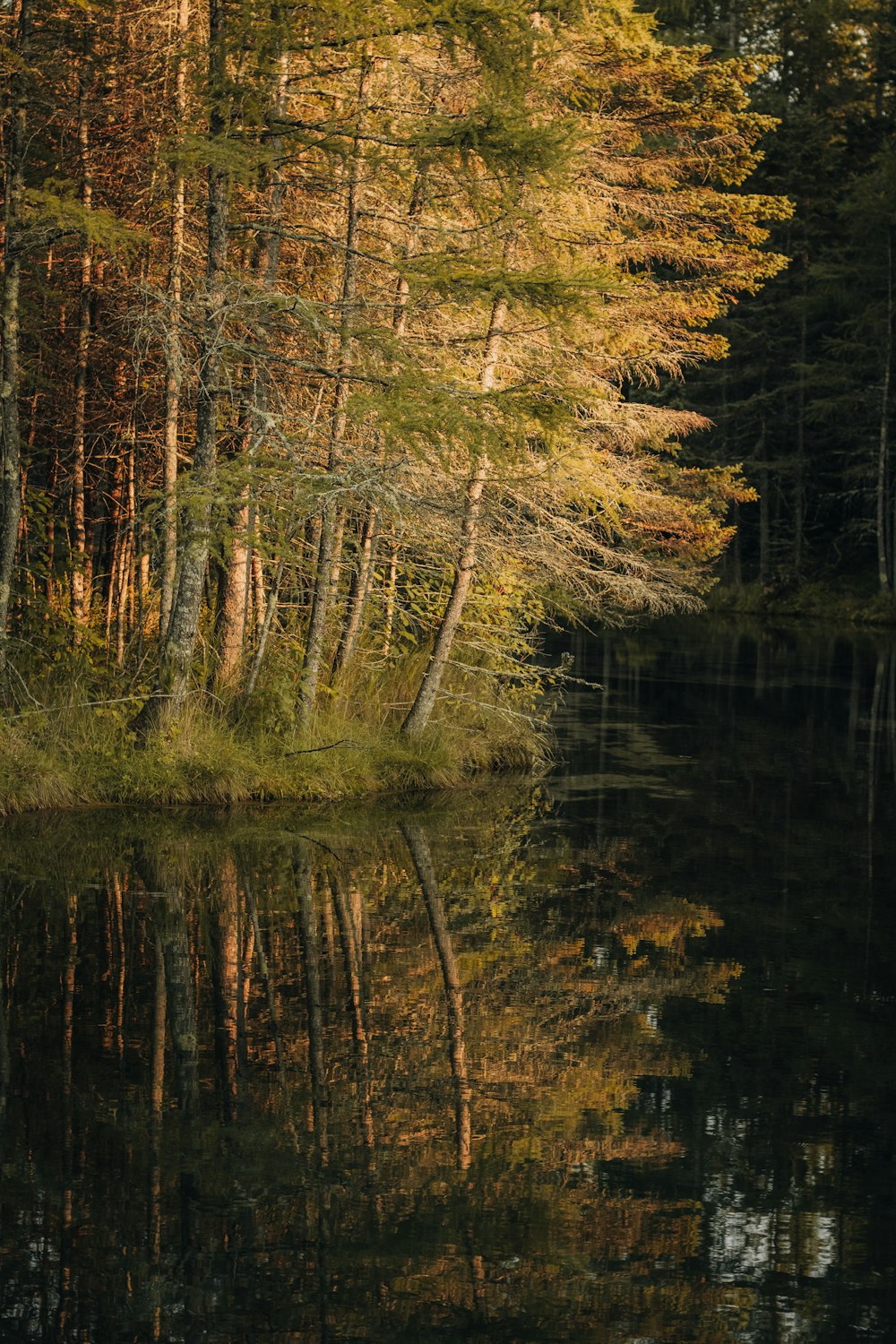 a lake surrounded by trees