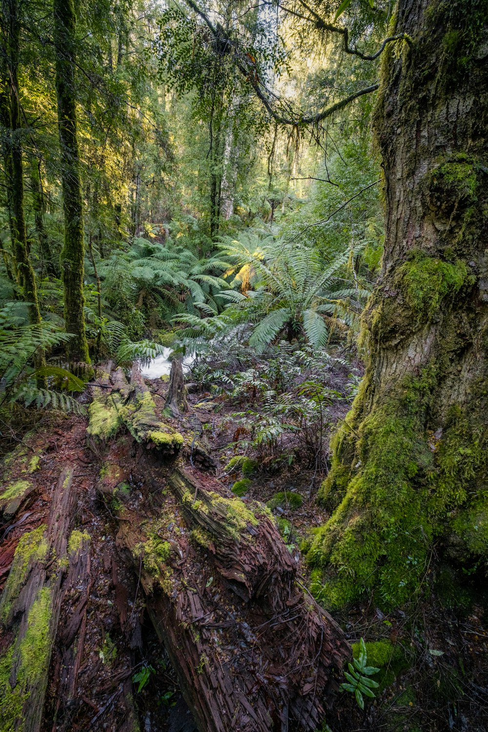 Una foresta con alberi muschiosi