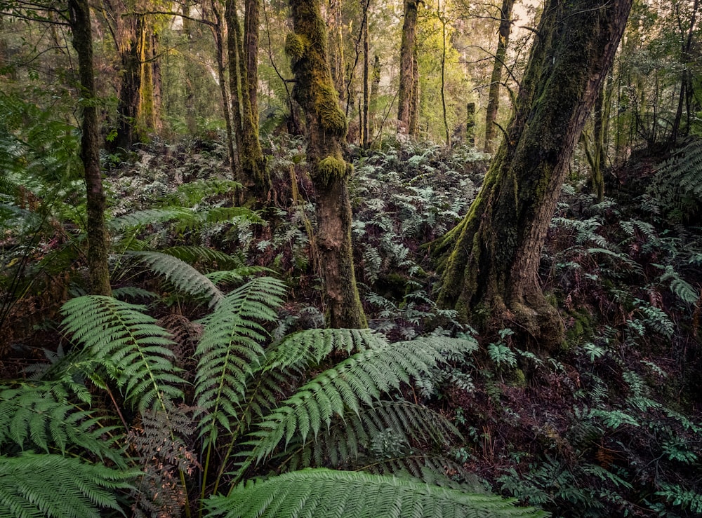 una foresta con alberi e piante