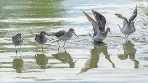 birds standing in water