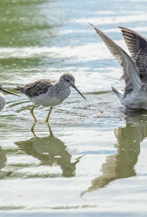 birds standing in water