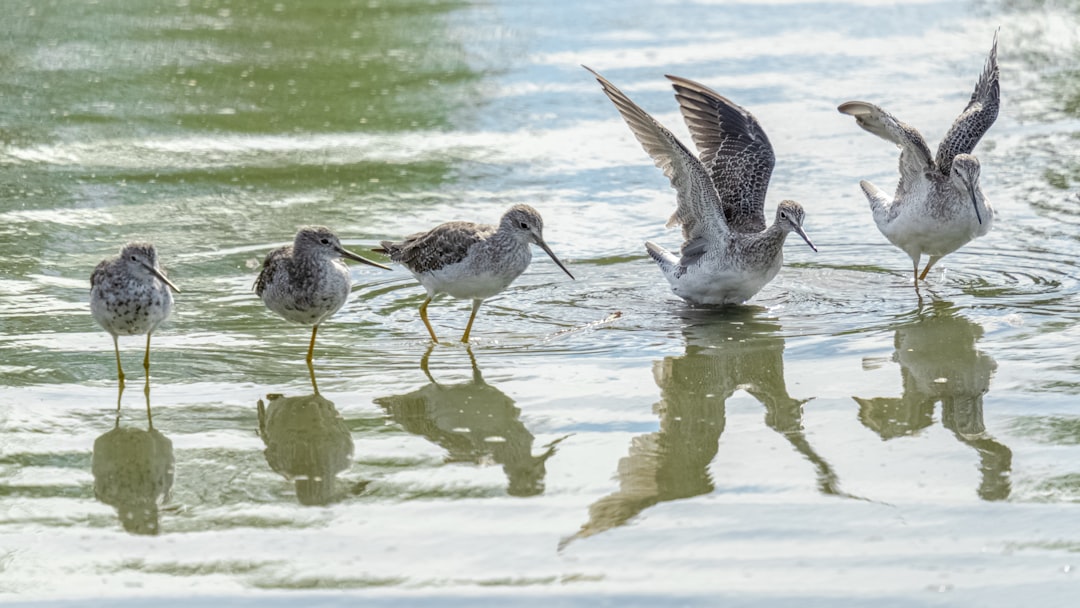 birds standing in water, Sandpipers.