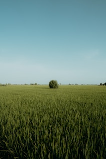 a large grassy field with a tree