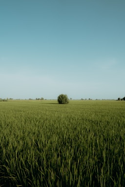 a large grassy field with a tree