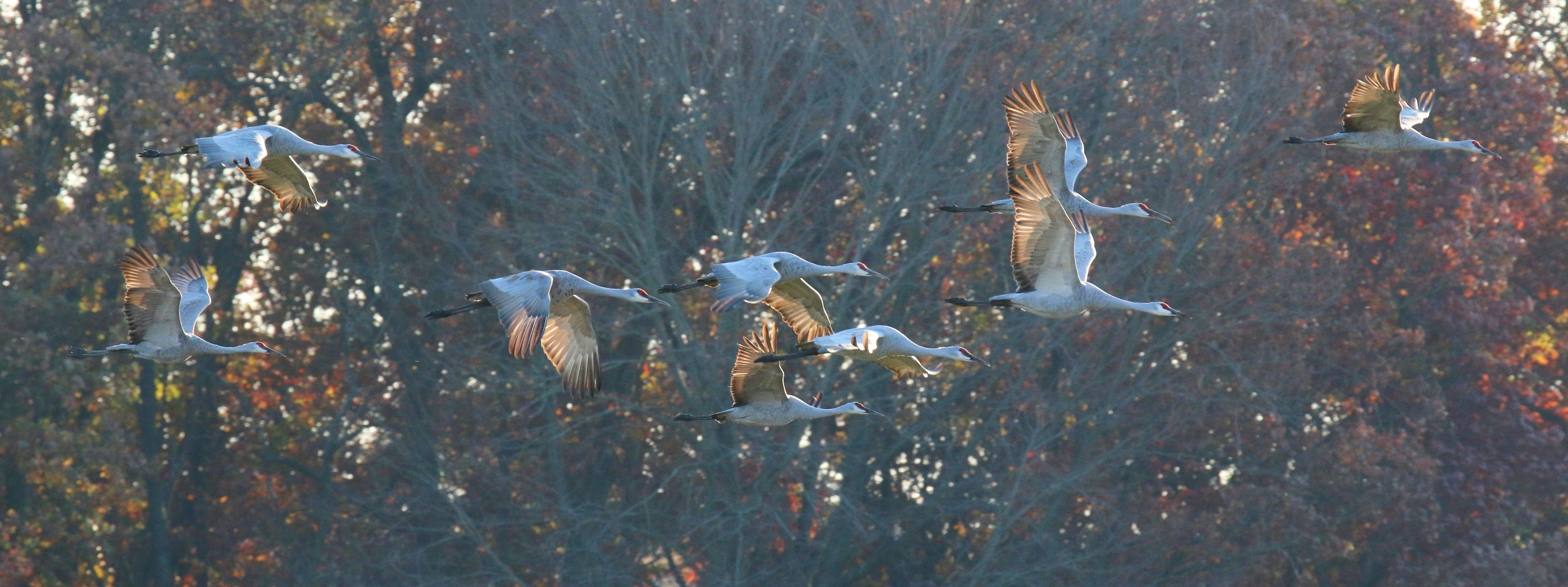 Photo by goldenplover31