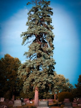 A tall evergreen tree stands prominently in a cemetery, surrounded by numerous gravestones of varying sizes. Other trees and greenery are visible in the background under a clear blue sky.