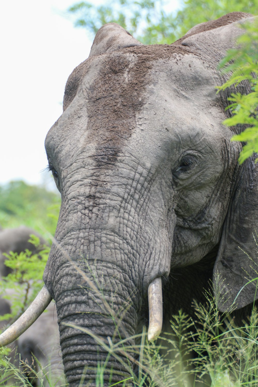 an elephant with tusks