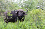 a large bull in a field