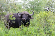a large bull in a field