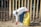 A person wearing a white cap, mask, and gloves picks up trash with a yellow garbage bag near a metal fence in front of a brick building.