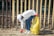 A person wearing a white cap, mask, and gloves picks up trash with a yellow garbage bag near a metal fence in front of a brick building.