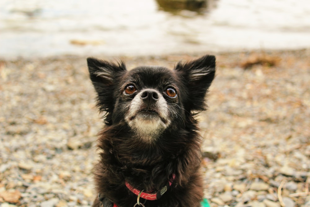 a dog looking at the camera