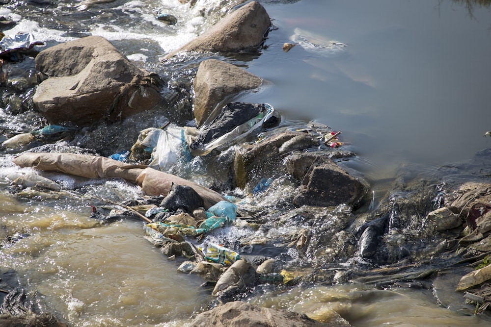 a group of turtles on rocks by a body of water