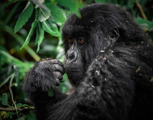Rwanda