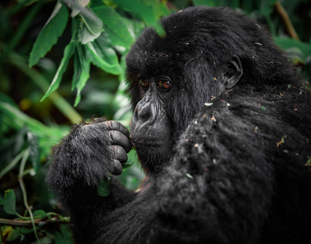 a black gorilla in the woods