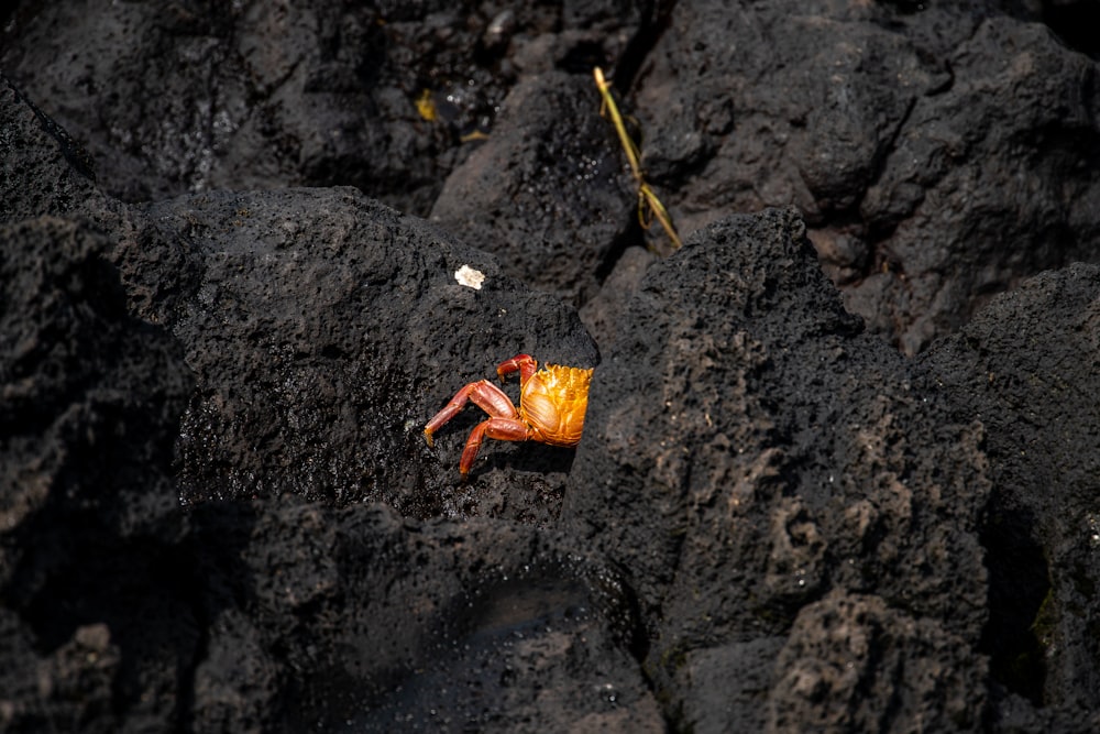 Une araignée rouge sur un rocher