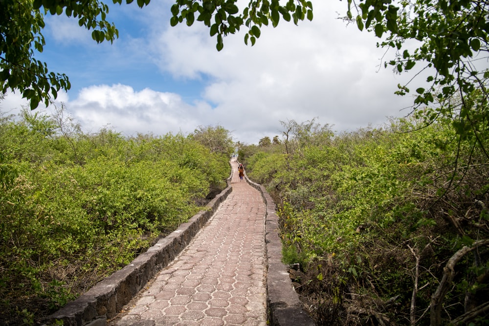 a person walking on a path surrounded by plants