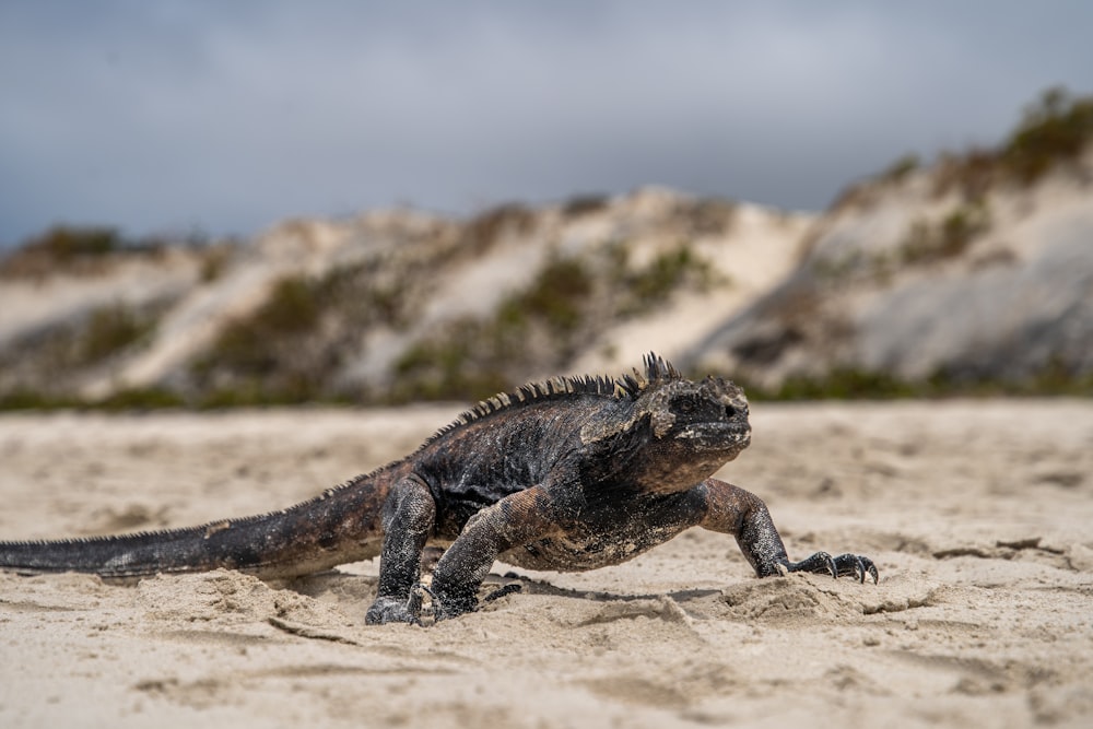 a lizard on the sand