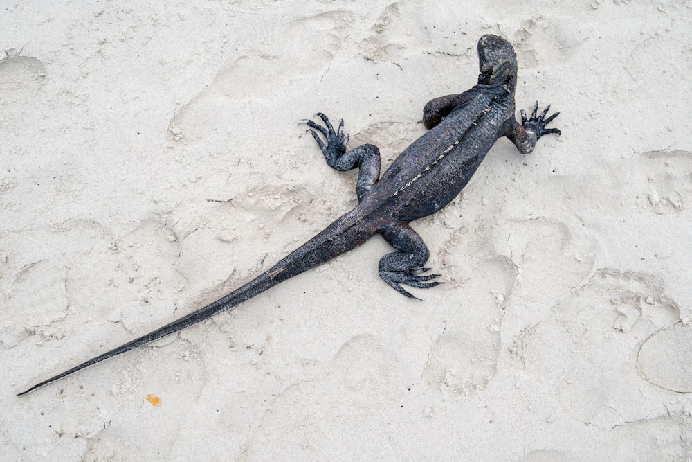 Un lézard sur un rocher