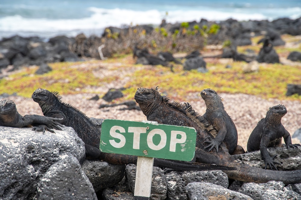 a group of seals sitting on a rock by a sign