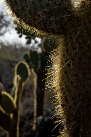 Close-up of a vibrant Aztekium cactus in natural sunlight highlighting its unique texture.