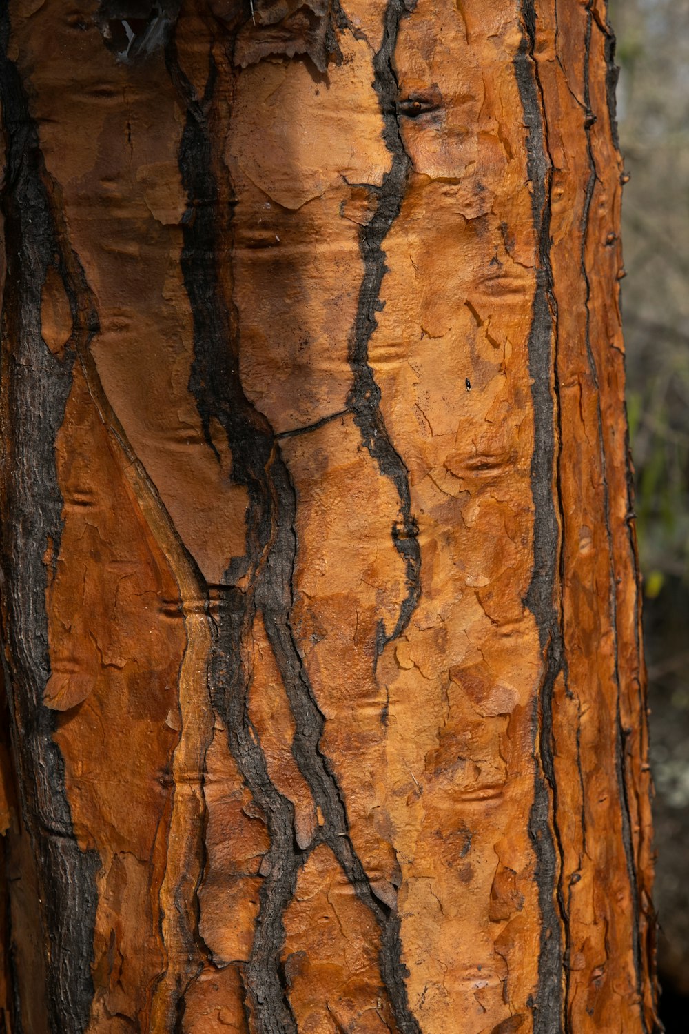 un primo piano di un tronco d'albero