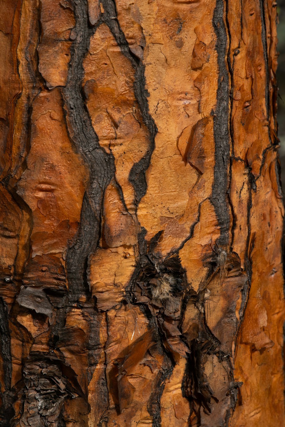 a close-up of a tree