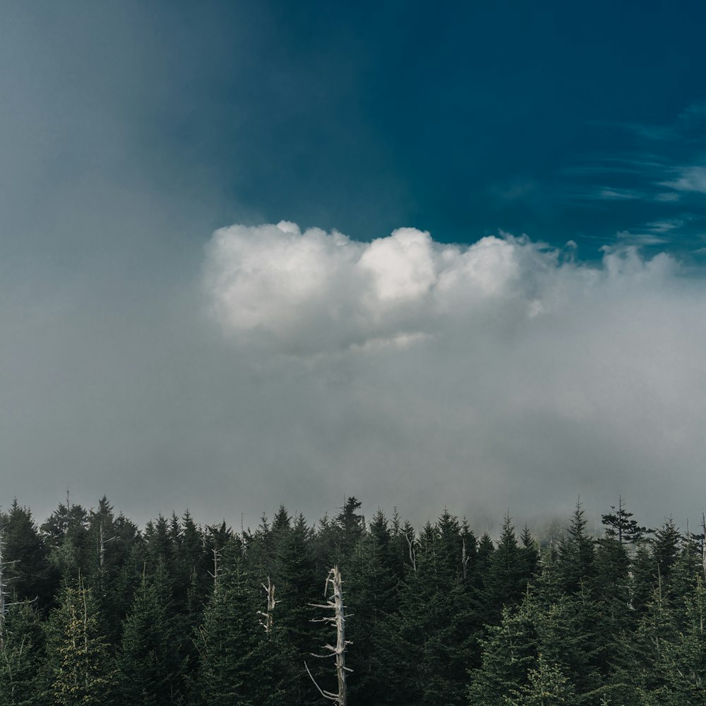 a forest of trees