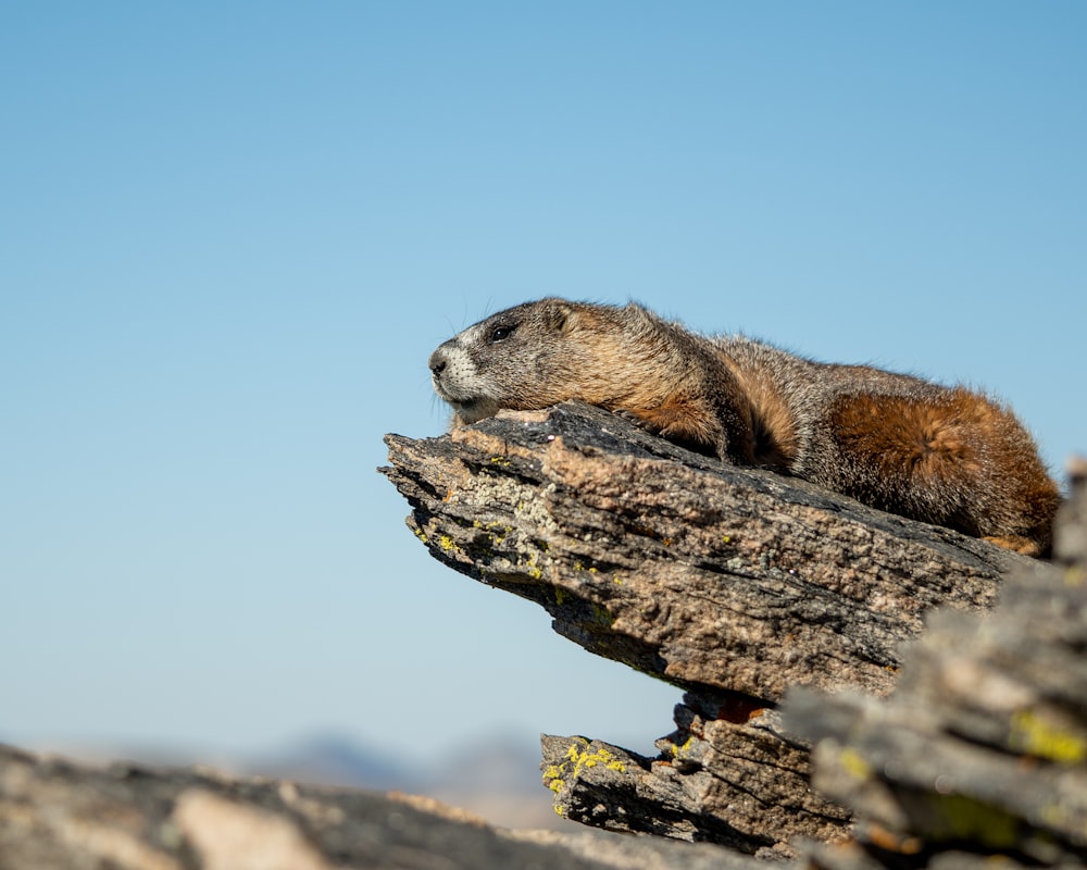 a brown and white animal on a rock