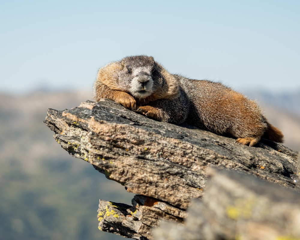 a furry animal on a tree branch