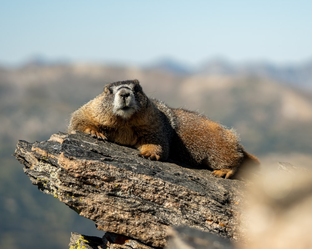 an animal on a tree