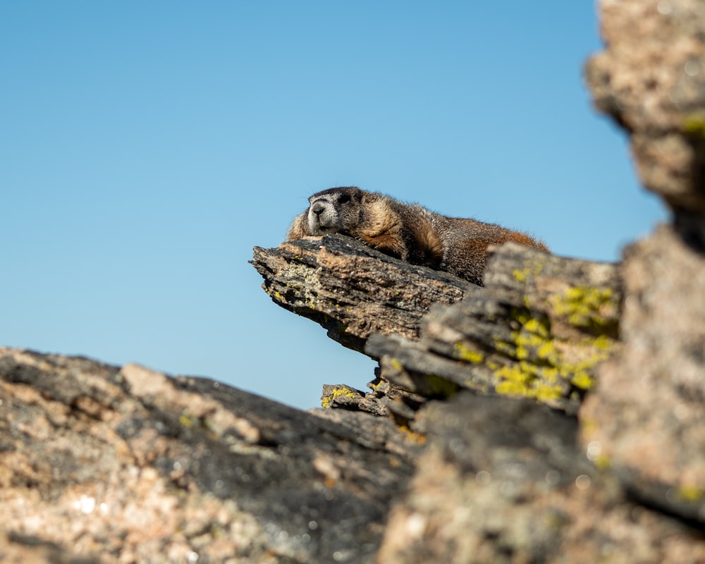 a small animal on a rock