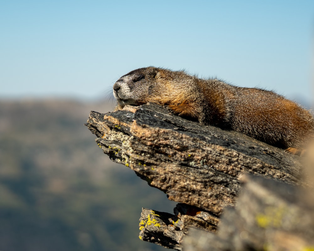 an animal on a tree branch