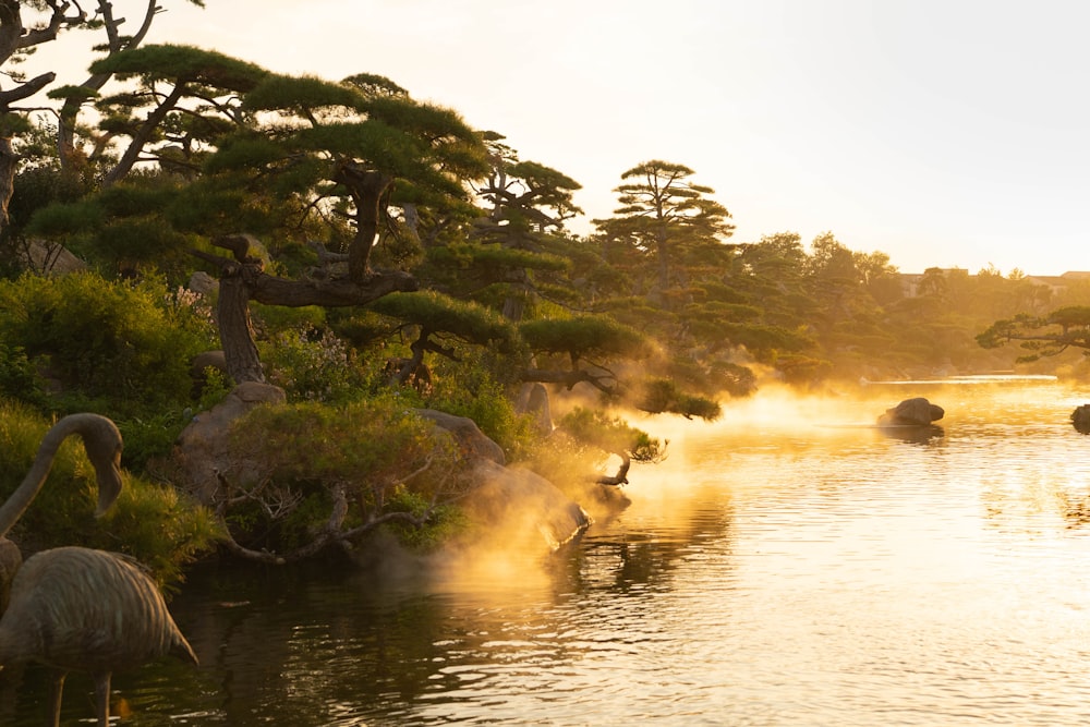 a group of birds in a body of water