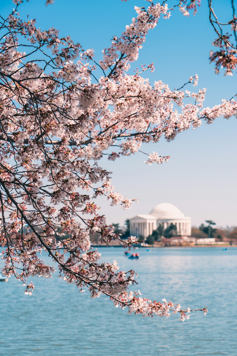 a tree with pink blossoms in front of a body of water