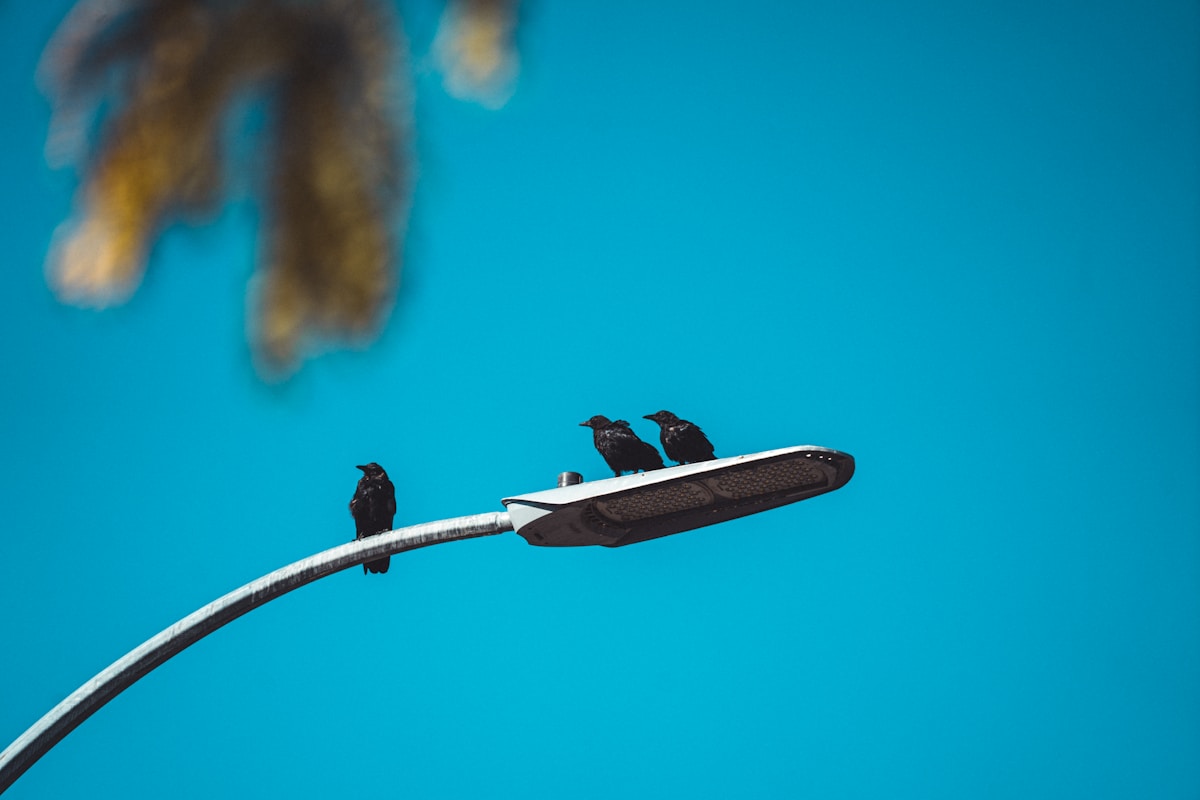 A couple of birds on a pole