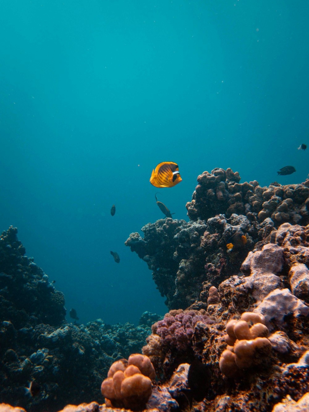 a school of fish in the ocean