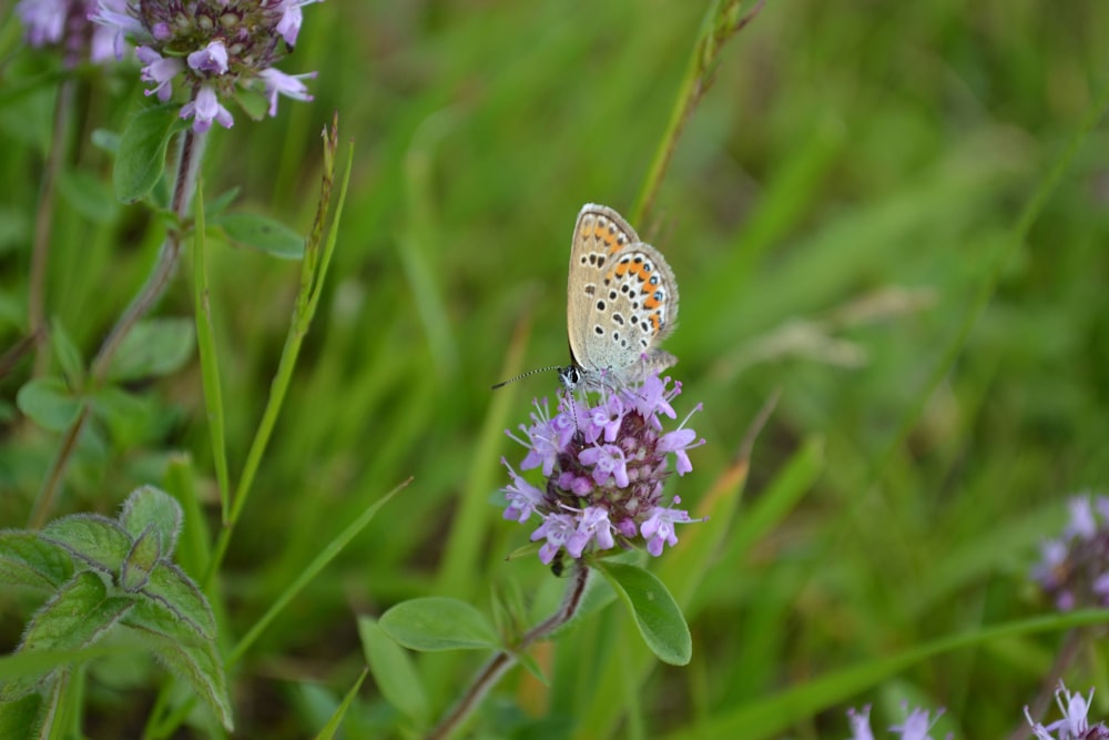 a butterfly on a flower