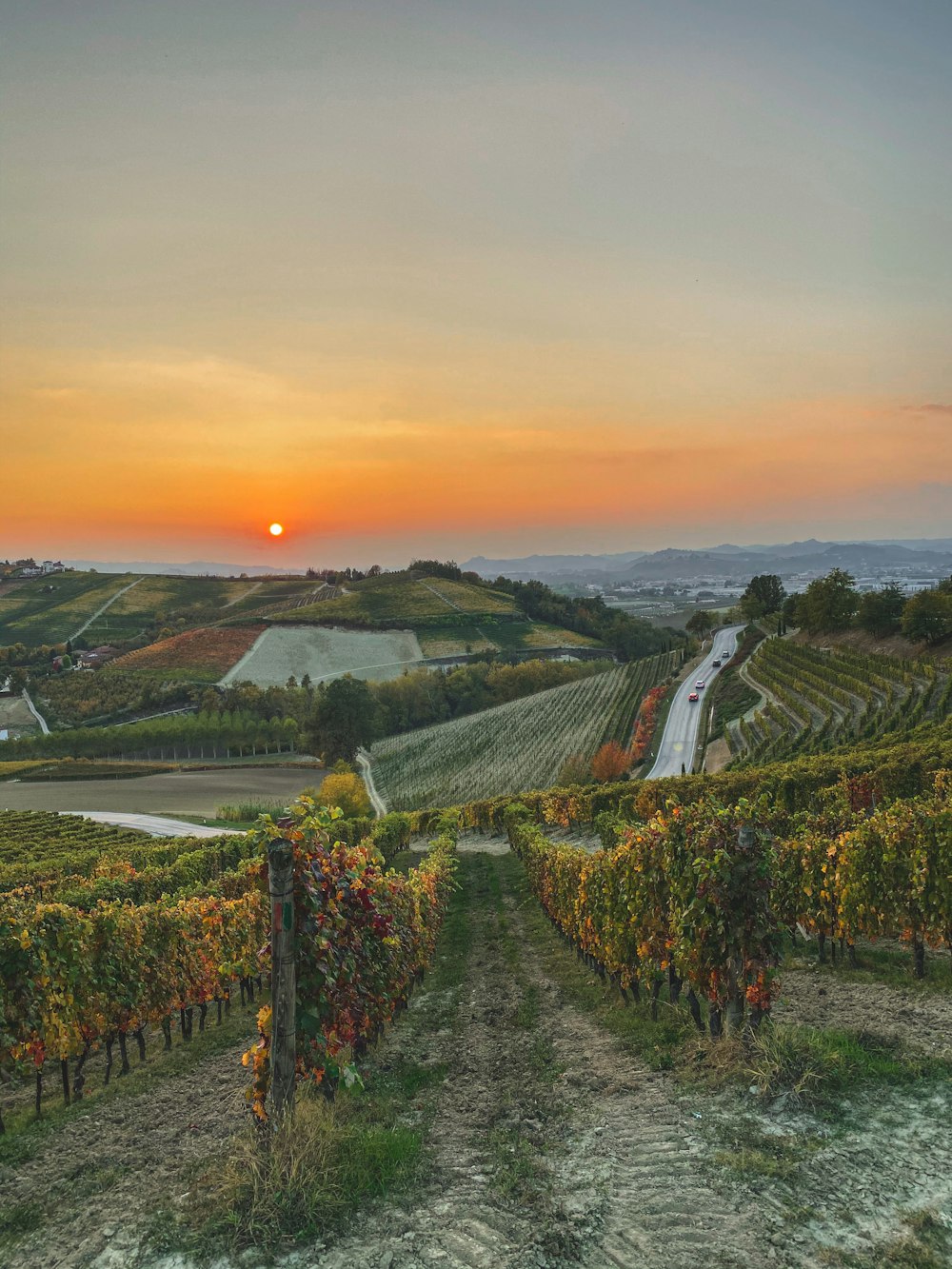 a vineyard with a sunset