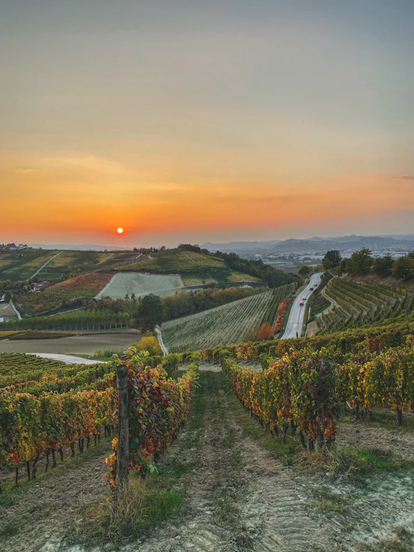 Barbaresco vineyards
