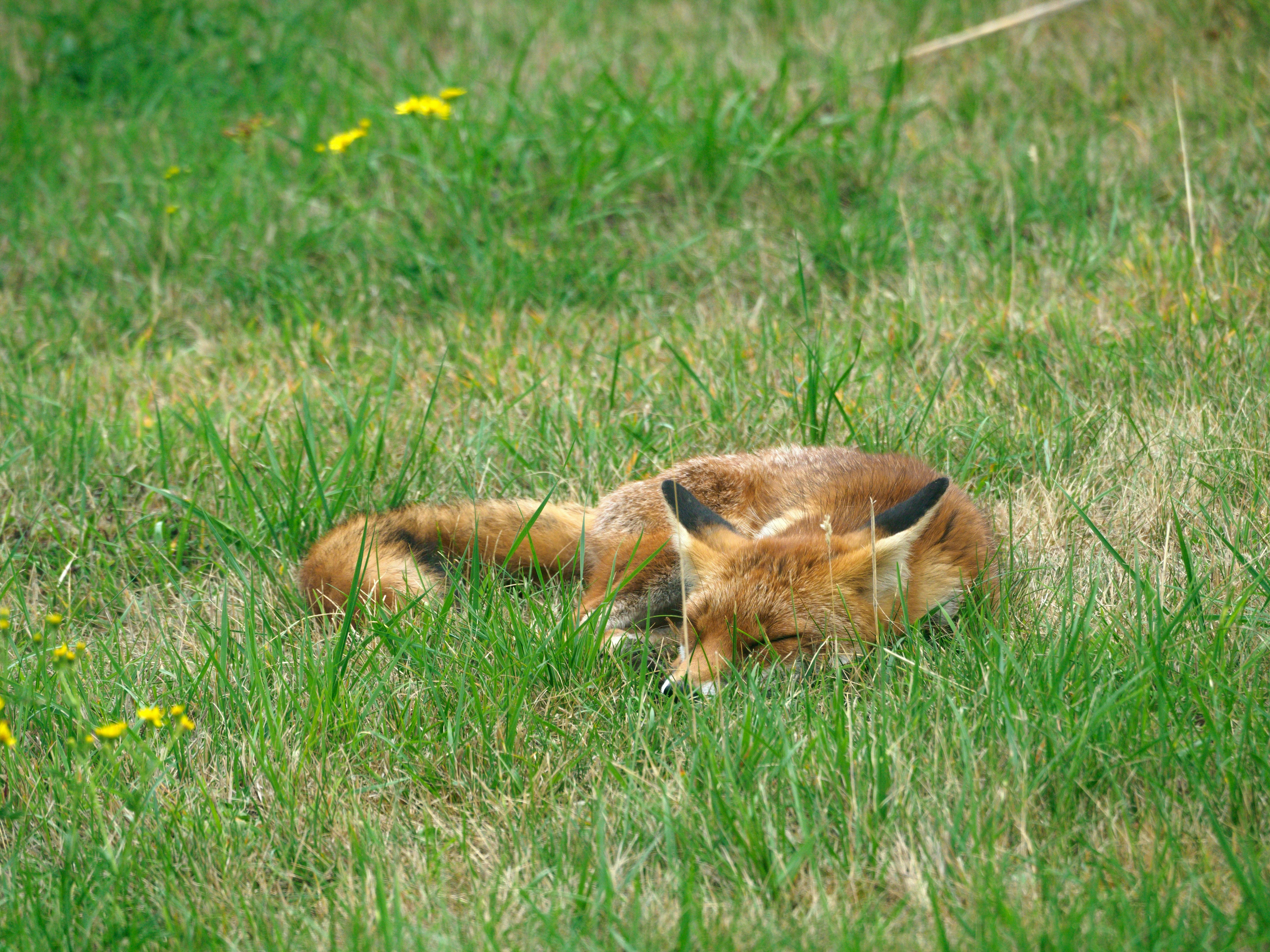 Photo by brett_jordan