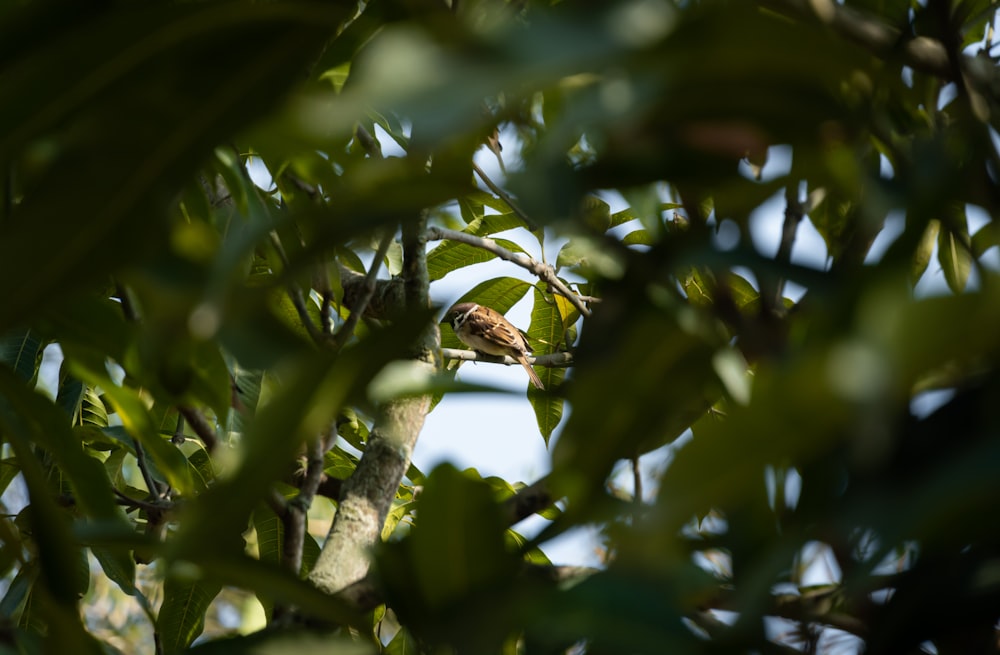 a bee on a tree