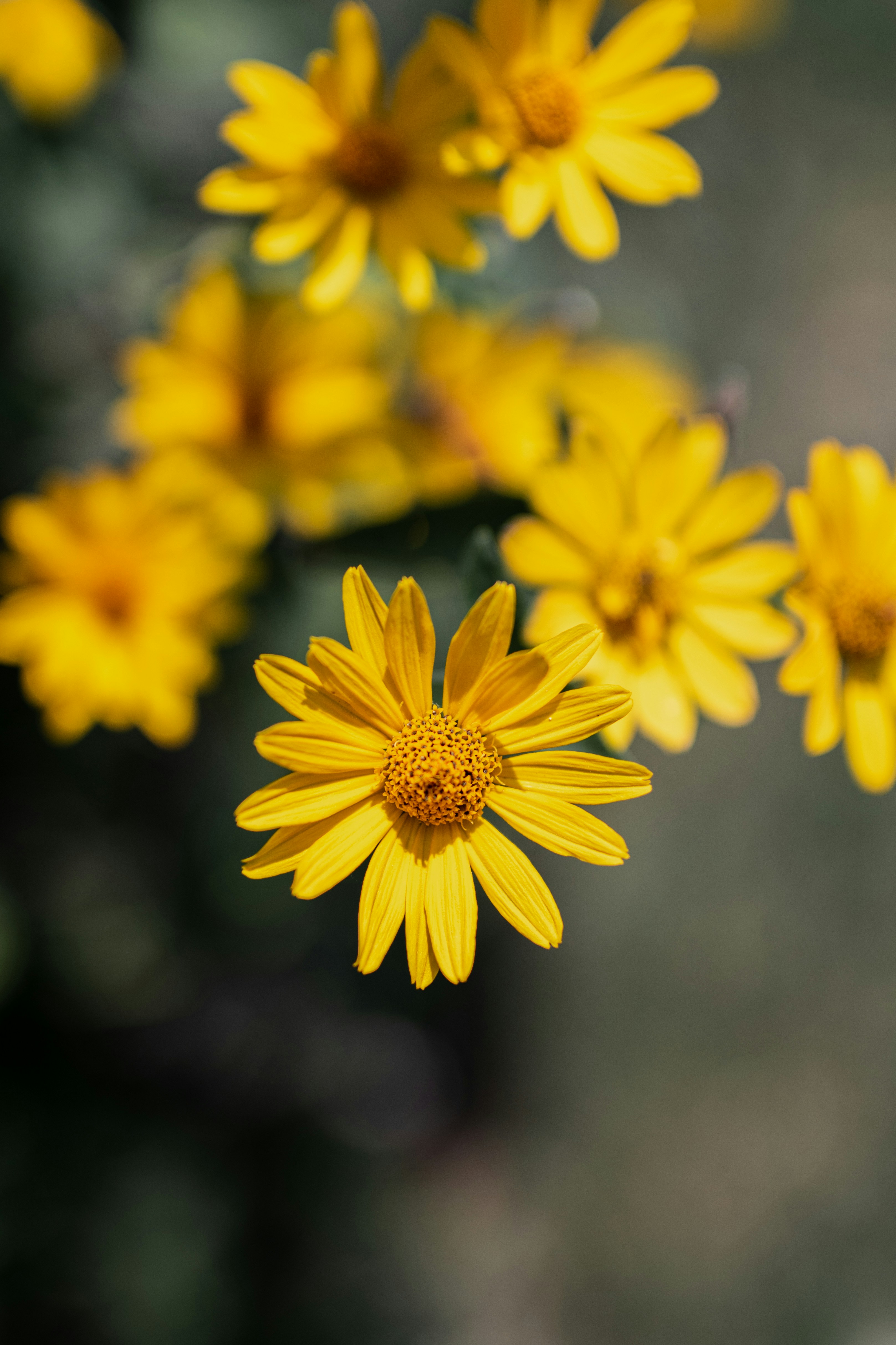 Photo by csanadbechtold