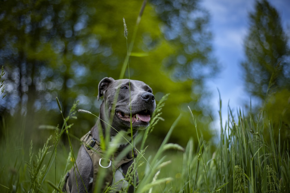 a dog in tall grass
