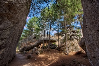 a dirt path through a forest