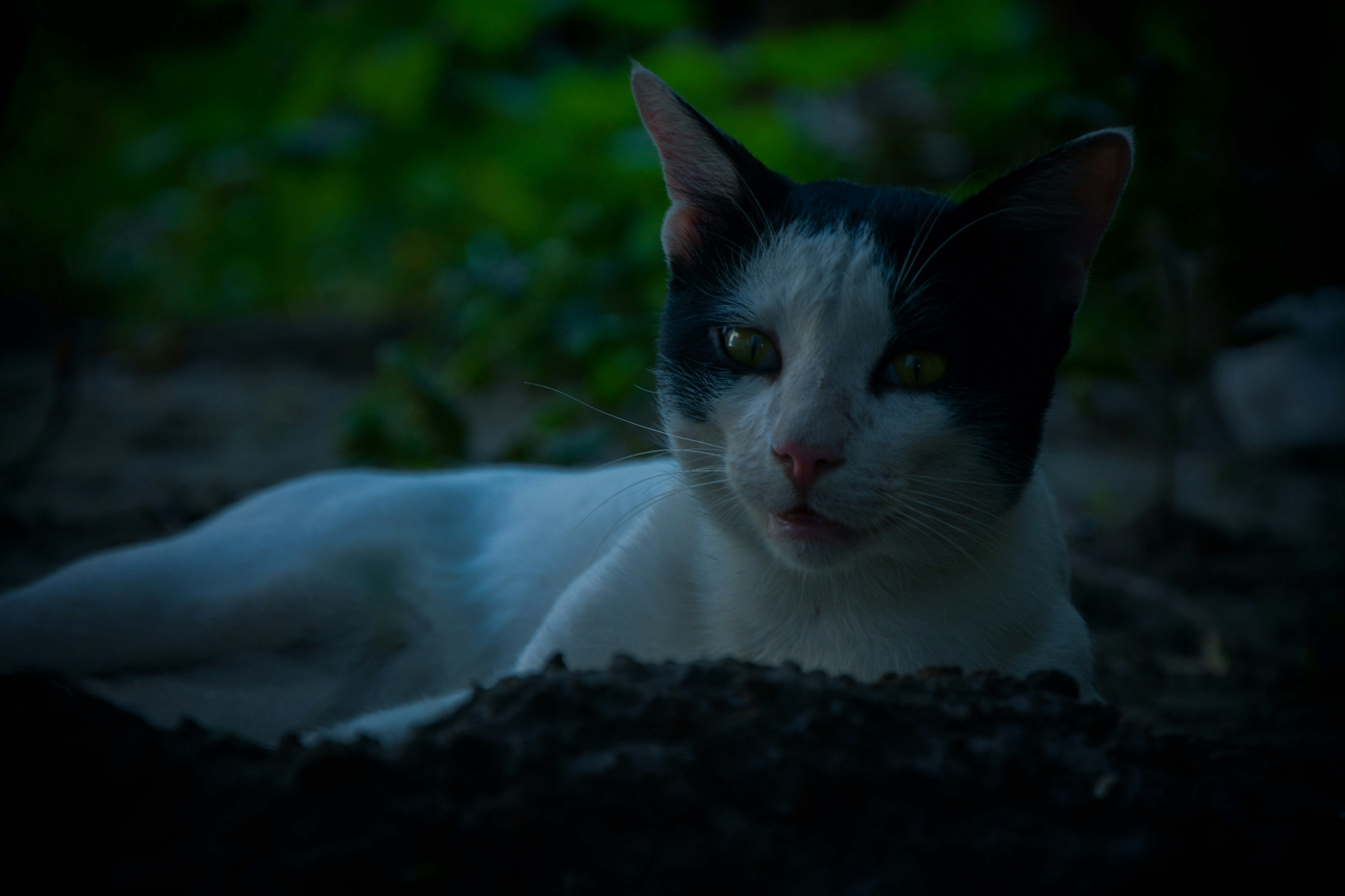 Photo by abdullah_rj