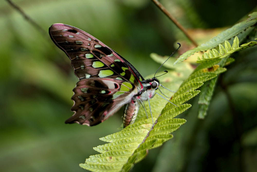 a butterfly on a leaf