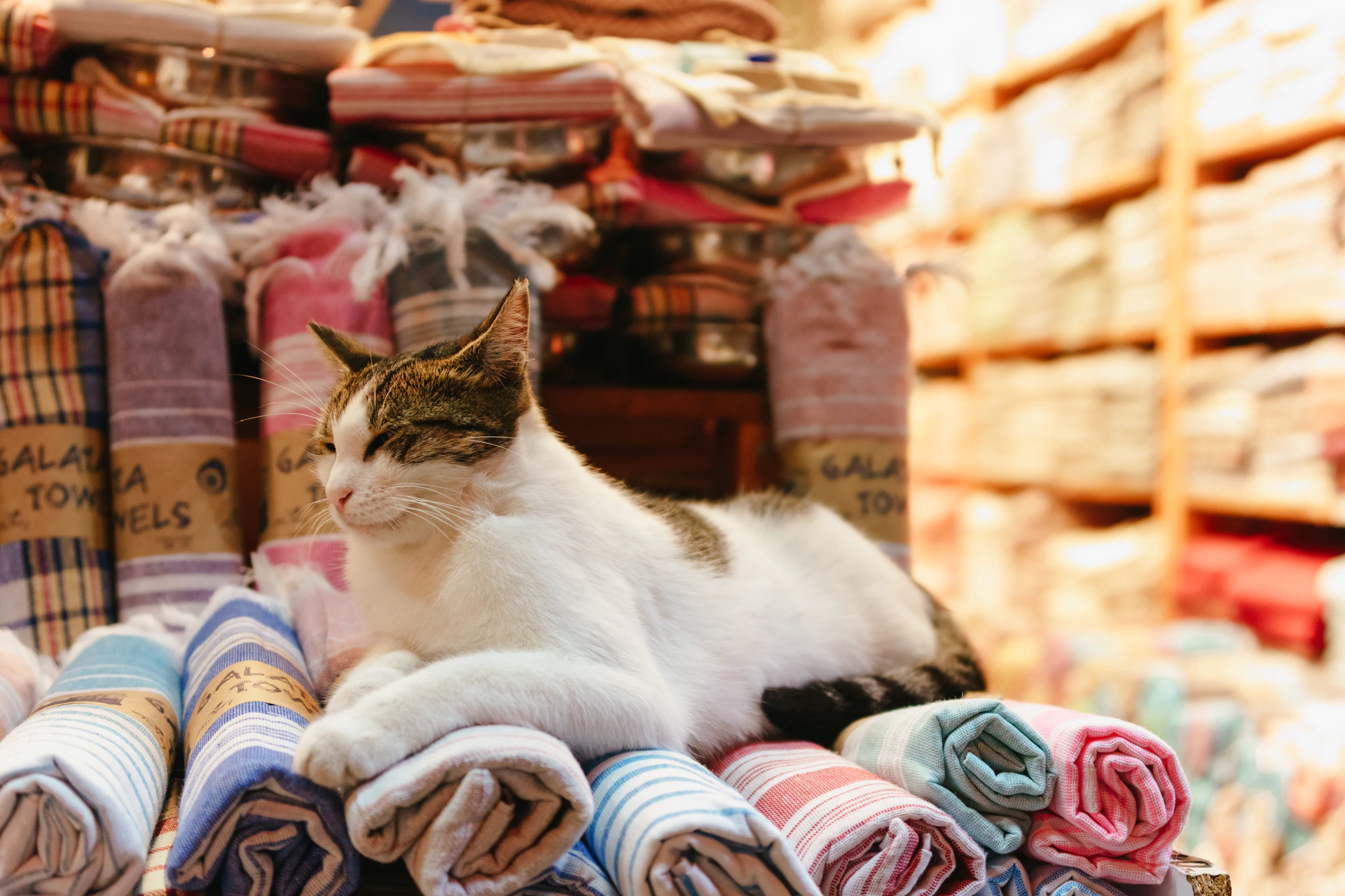 two cats lying on a pile of clothes