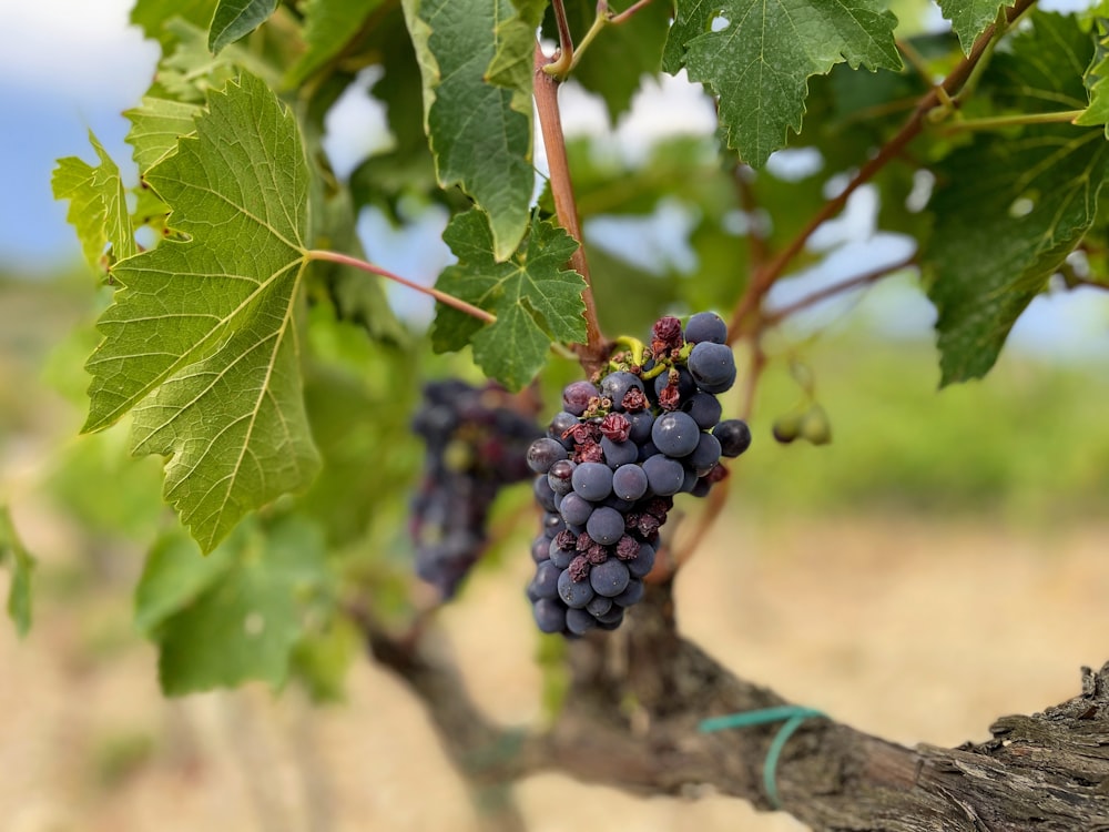 um cacho de uvas em uma videira